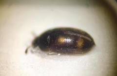 Litargus tetraspilotus