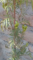 Tagetes terniflora