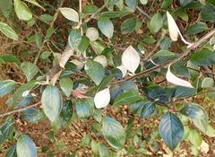 Cotoneaster franchetii