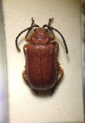Tricholochmaea cavicollis