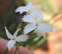 Dianthus mooiensis