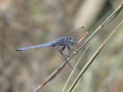 Orthetrum chrysostigma