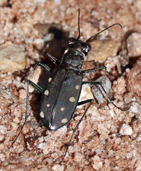 Cicindela ocellata rectilatera