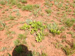 Pygmaeothamnus zeyheri