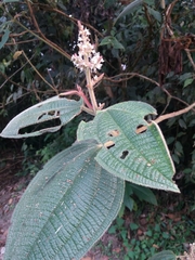 Miconieae