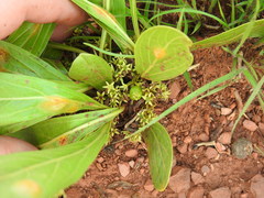 Pygmaeothamnus