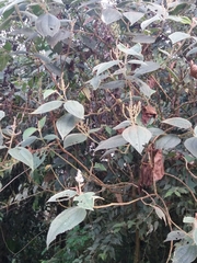 Miconieae