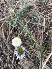 Erigeron blochmaniae