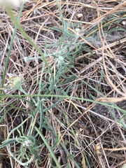 Erigeron blochmaniae