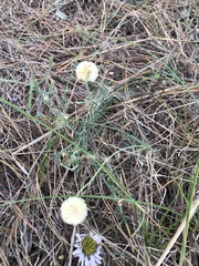 Erigeron blochmaniae
