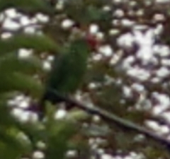 Psittacara erythrogenys