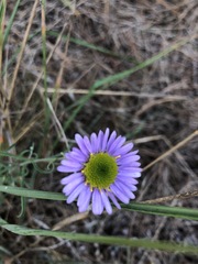 Erigeron blochmaniae