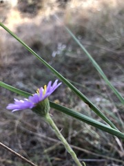 Erigeron blochmaniae