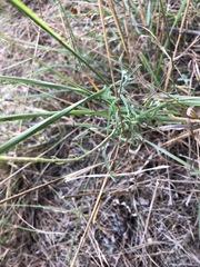Erigeron blochmaniae