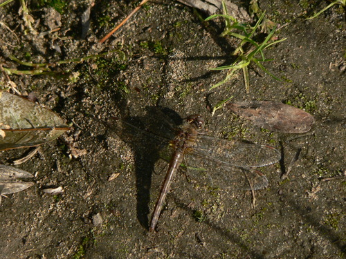 Sympetrum striolatum