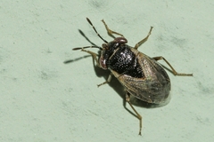Geocoris megacephalus