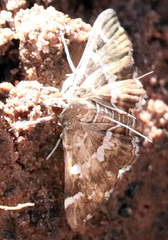Hymenia