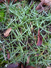 Dianthus gratianopolitanus