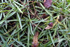 Dianthus gratianopolitanus