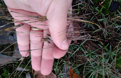 Dianthus gratianopolitanus