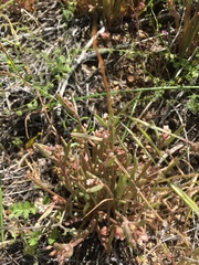 Claytonia parviflora viridis