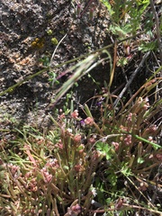 Claytonia parviflora viridis