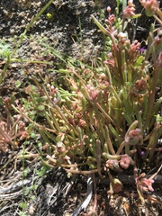 Claytonia parviflora viridis