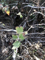 Ribes divaricatum pubiflorum
