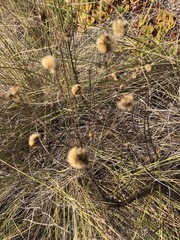 Erigeron blochmaniae