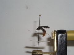 Sphaeropthalma marpesia