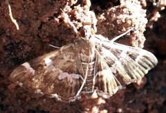 Hymenia