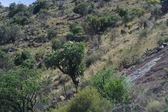Cussonia paniculata