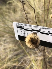 Erigeron blochmaniae