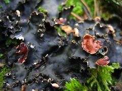 Peltigera horizontalis