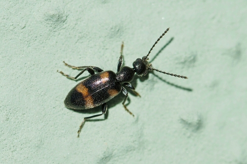 Representative image of Anthicus laeviceps