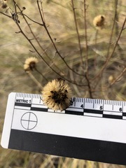Erigeron blochmaniae