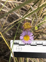 Erigeron blochmaniae