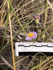 Erigeron blochmaniae