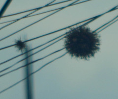 Tillandsia recurvata