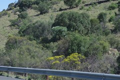 Cussonia paniculata