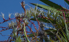 Tillandsia secunda