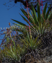 Tillandsia secunda