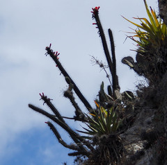 Borzicactus sepium
