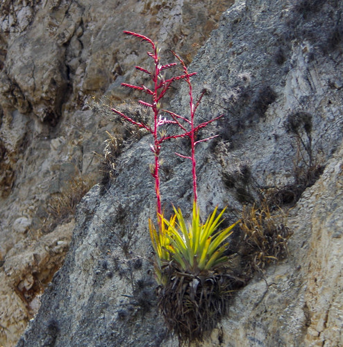 Tillandsia secunda Kunth