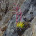 Tillandsia secunda - Photo (c) David Torres, some rights reserved (CC BY-NC), uploaded by David Torres
