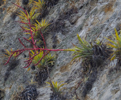 Tillandsia secunda