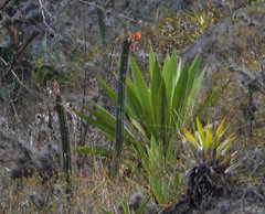 Borzicactus sepium