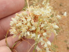 Cuscuta umbellata