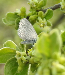 Pseudonacaduba sichela sichela