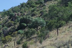 Cussonia paniculata